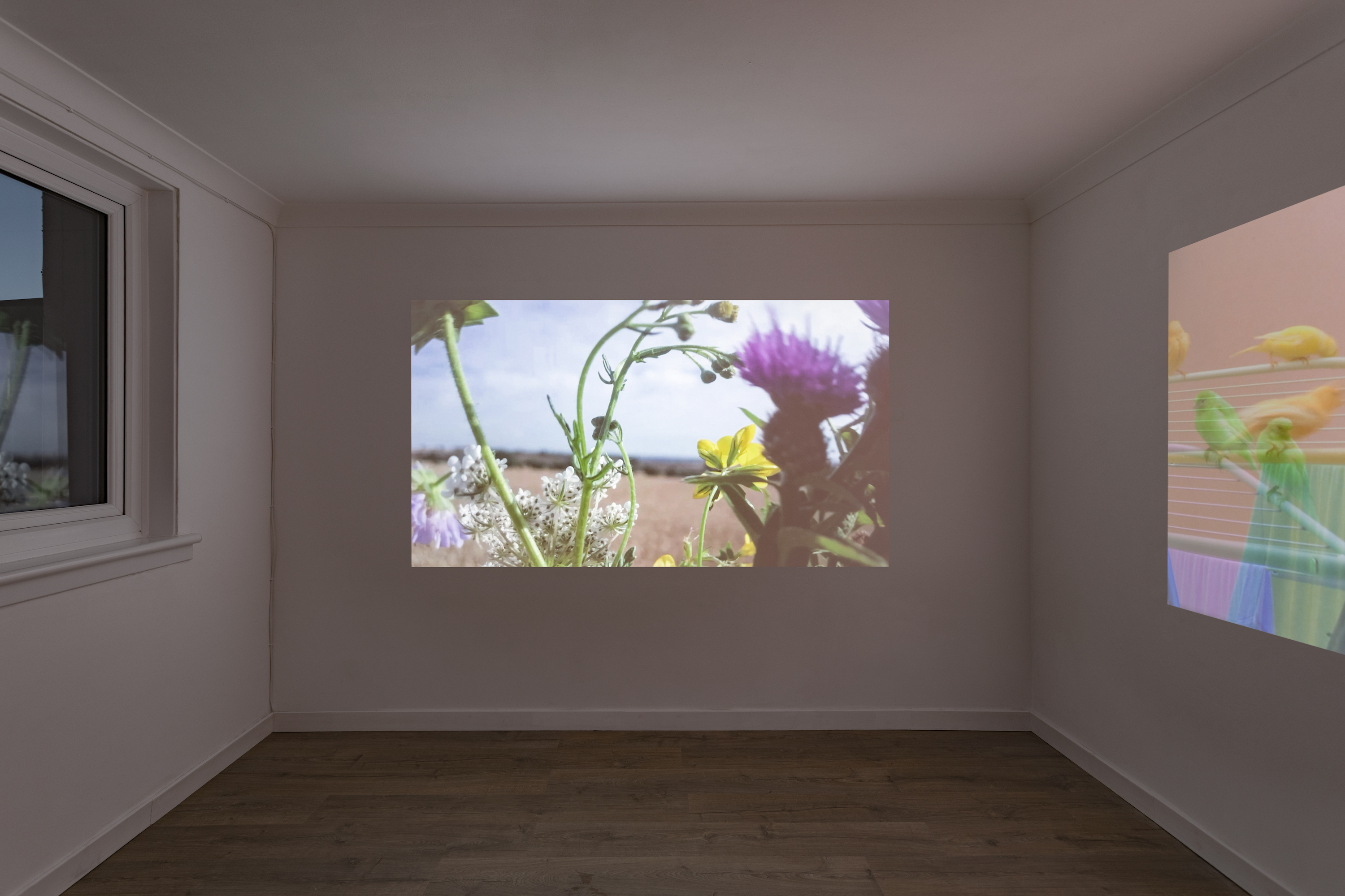 Birds and Flowers at Machine, Glasgow (2026) Photo: Patrick Jameson  ( DANA MUNRO: 2)