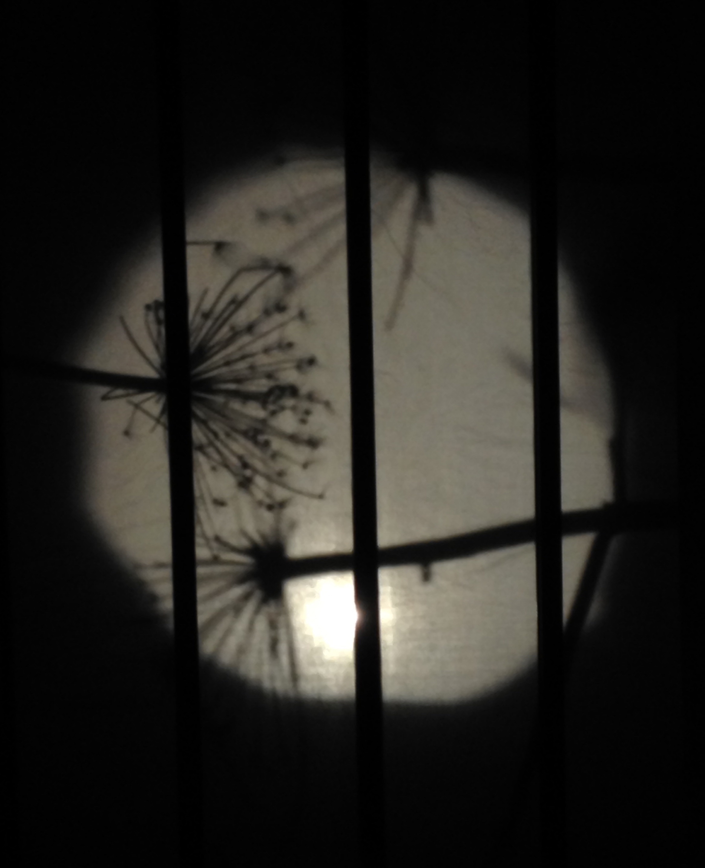  (Gill Eatherley – Cool as a Shadow 0)