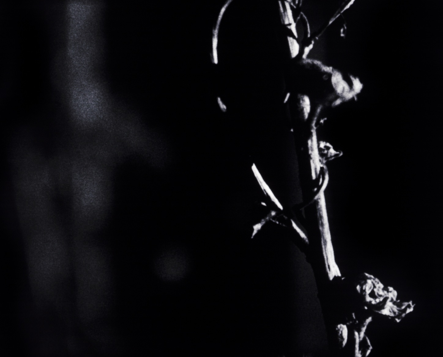 Photo: Nick Collins,  Dark Garden  (Glow in the Dark 0)