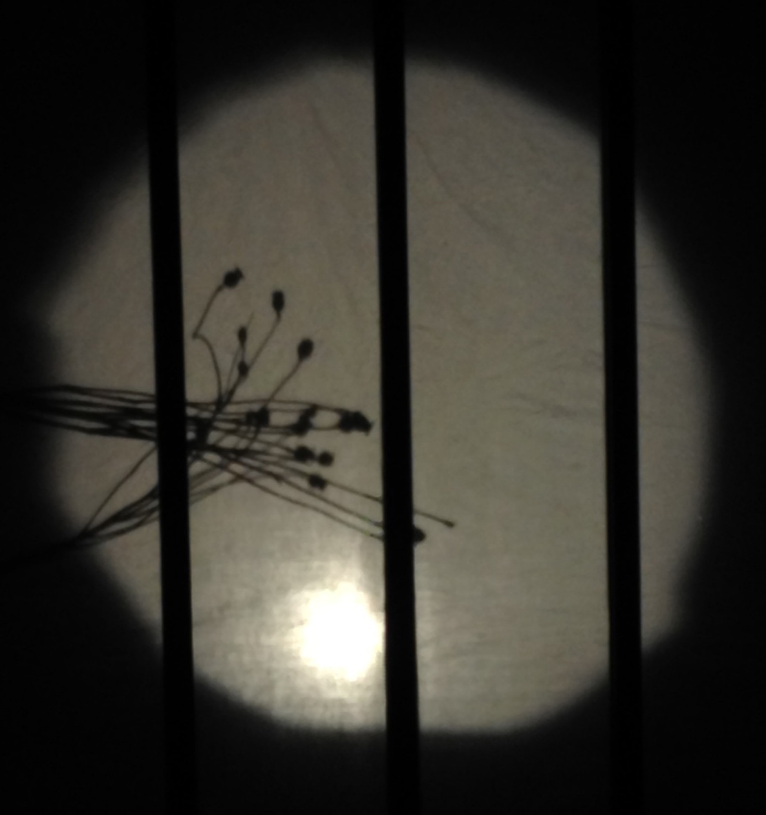 Gill Eatherley, Cool as a Shadow, 2015 (Winter Garden 1)