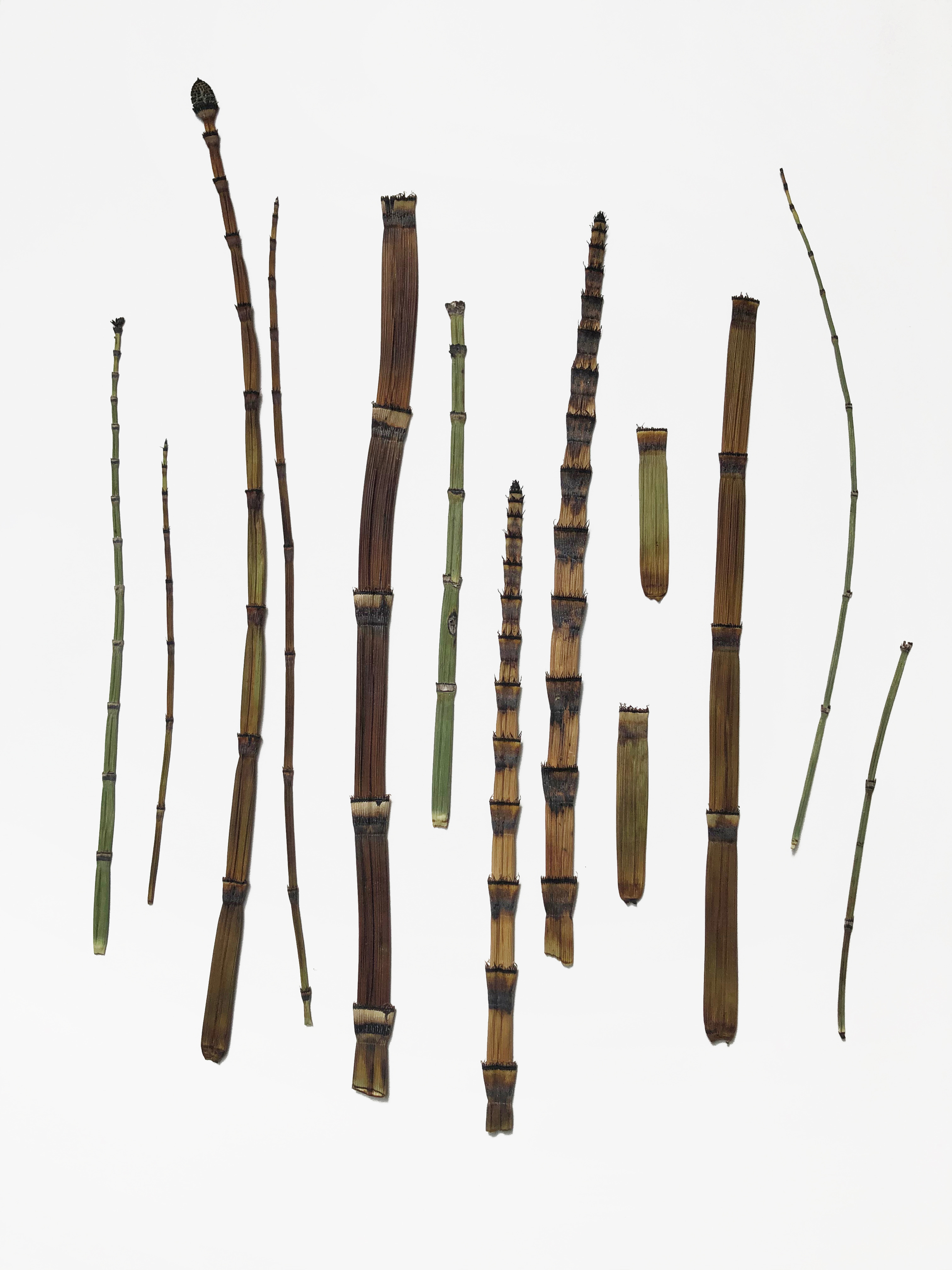 William Evans and Julia Crabtree with Alice Hattrick