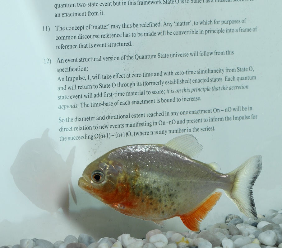 Distress of a Dictionary